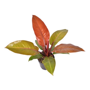 Philodendron Prince of Orange
