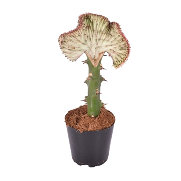 Euphorbia lactea &#39;Cristata&#39; Roze 12cm