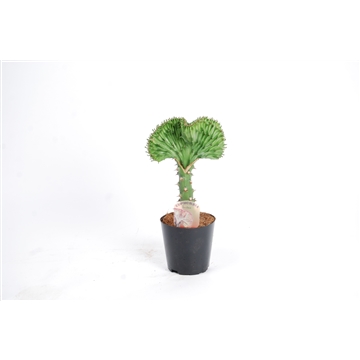 Euphorbia lactea &#39;Cristata&#39; Groen 12cm