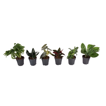 Mix Marble p, Red arrow, Siltepecana, Dark form, Brandti, Monkey