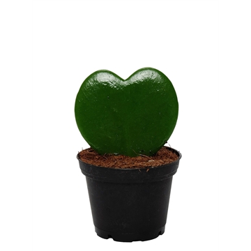 Hoya kerrii 1pp pot 6