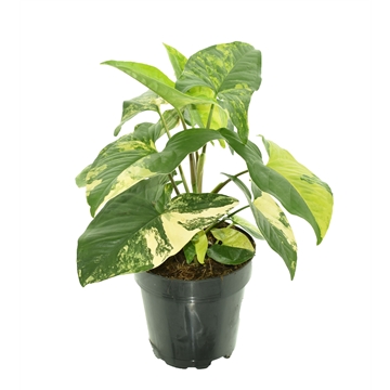 Syngonium podophyllum &#39;Aureum&#39; P12