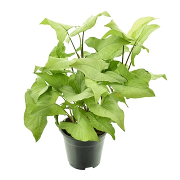 Syngonium Ngaima Laima P14