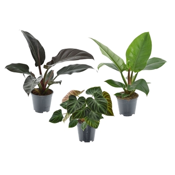Luxury mix Philodendron Verrucosum - Imperial Green en Red