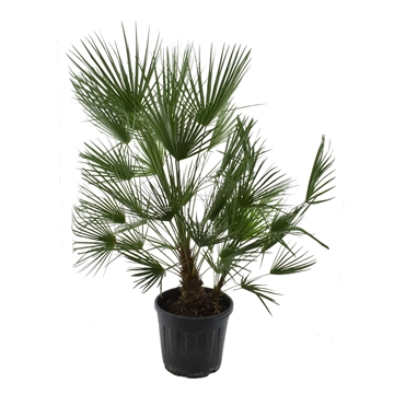 Chamaerops humilis / Eagle palm p32 130 - 140cm