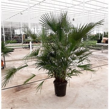 Chamaerops humilis / Eagle palm p35 200 - 210cm