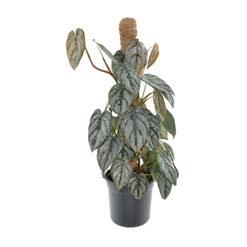 Philodendron Brandtianum Mosstok P16