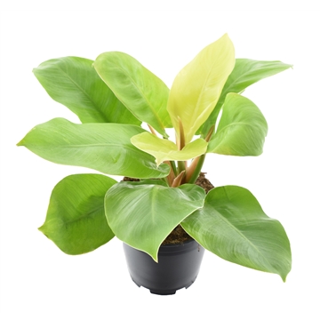 Philodendron Moonlight P14