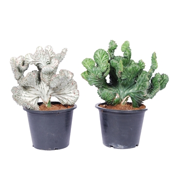Euphorbia lactea &#39;Magna&#39; XL p19