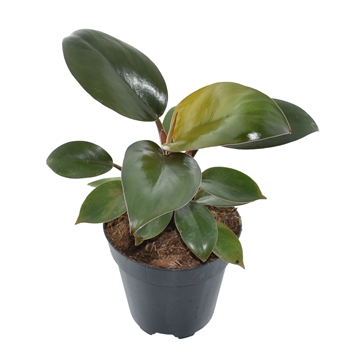 Philodendron Congo p12