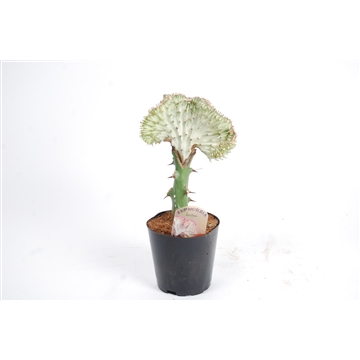 Euphorbia lactea &#39;Cristata&#39; Grijs 12cm