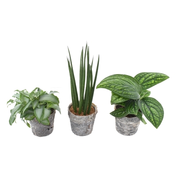 Amazone: Murdannia - Mikado - Marble Planet Tree Look pot