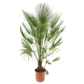 Chamaerops humilis / Eagle palm P30 160-170cm