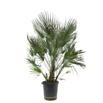 Chamaerops humilis / Eagle palm p35-180-190cm