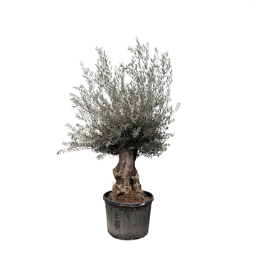 Olea Bonsai 80cm