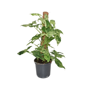 Syngonium Mottled Mosstok