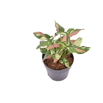 Syngonium &#39;Red Spot Tricolor&#39; P15