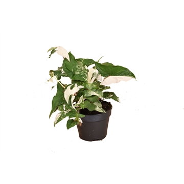 Syngonium podophyllum &#39;Albo&#39; variegata P14