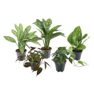 Mix Marble Planet - Siltepecana - Micans - Aglaonema