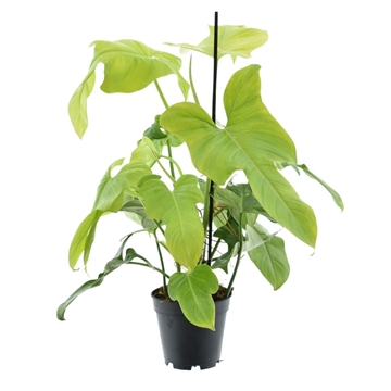 Philodendron Yellow Violin P14