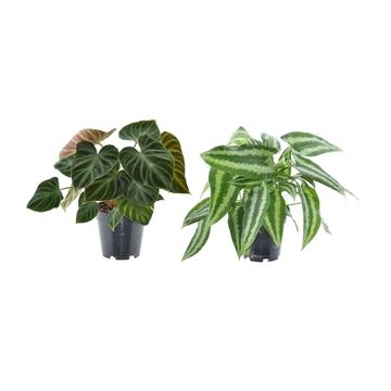 Planten Mix Schismatoglottus Wallichii en Philodendron Verrucosum P14