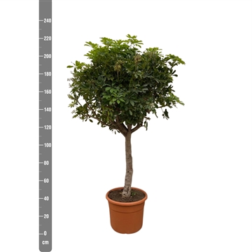 Schefflera Compacta 50cm