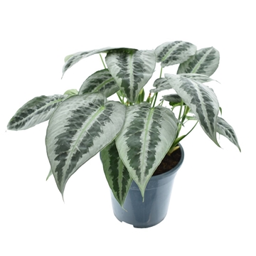 Schismatoglottus Mottleyana P19