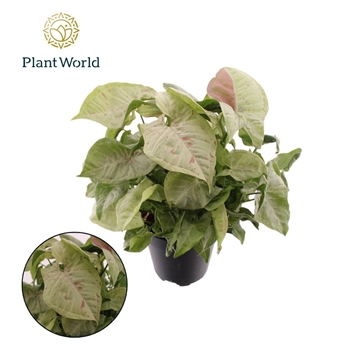Syngonium Milk Confetti P12