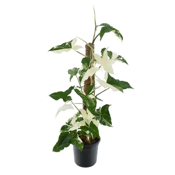 Syngonium Albo Variegata Mosstok