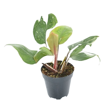 Philodendron White Knight P12