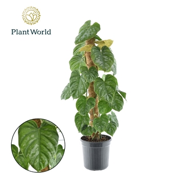 Philodendron Brandtianum Silver Mosstok P16