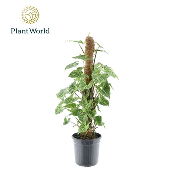 Syngonium Batik Mosstok