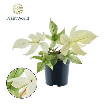 Philodendron Ghost Mint P19