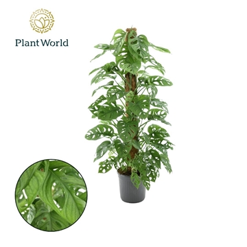 Monstera obliqua &#39;Monkey Leaf&#39; Mosstok P20
