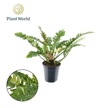 Philodendron narrow &#39;Ring of Fire&#39; P24