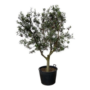 Olea Cultivo XL 65cm