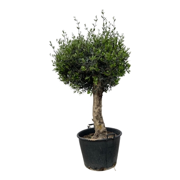 Olea Europaea Lorc bonsai