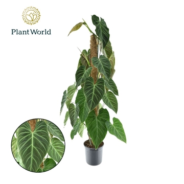 Philodendron Splendid op Mosstok P20