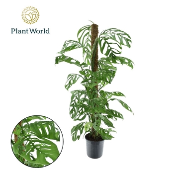 Monstera Epipremnoides &#39;Escaletto&#39; Mosstok