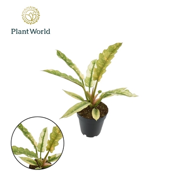Philodendron narrow &#39;Ring of Fire&#39; P12