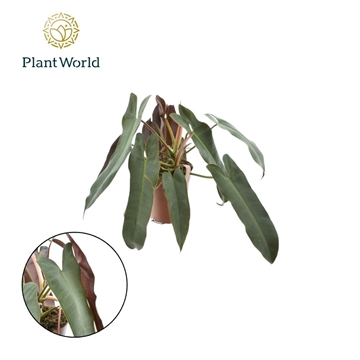 Philodendron Atabepoense Silver 15 cm