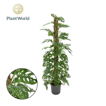 Monstera obliqua &#39;Monkey Leaf&#39; Mosstok H120