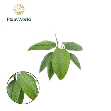 Philodendron Rugapetiotalem 15 cm
