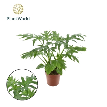 Philodendron Warscewiczii 21 cm