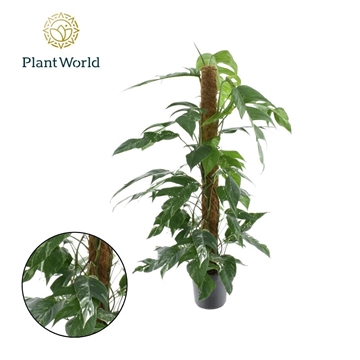 Epipremnum Pinnatum Variegata Mosstok 18cm