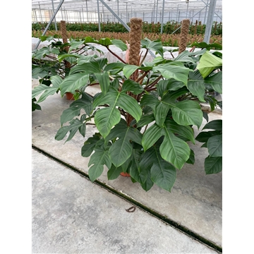 Philodendron Squamiferum Mosstok P21