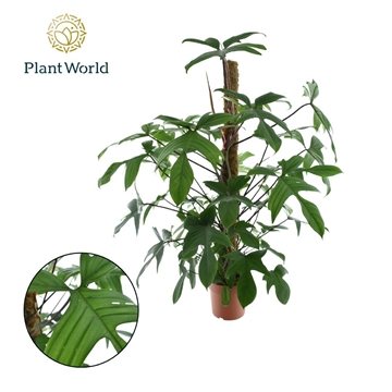 Philodendron Florida Green Mosstok P24