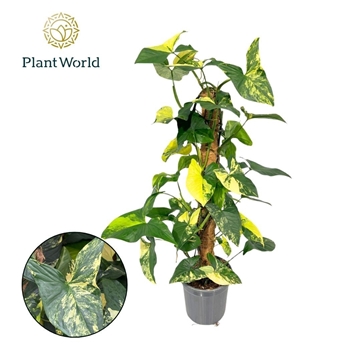 Syngonium podophyllum &#39;Albo&#39; aureum Mosstok