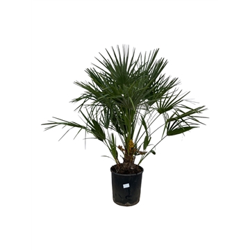 Chamaerops humilis / Eagle palm p27 140cm