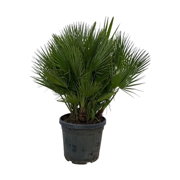 Chamaerops humilis / Eagle palm Multistam P50 140cm